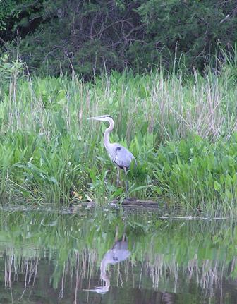 heron at waters edge