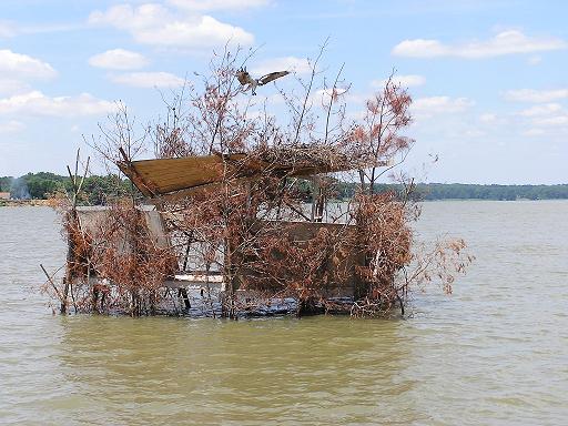 osprey on duck blind